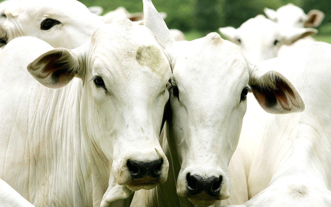Frigol vê alta de 20% no faturamento em 2023 com demanda externa por carne